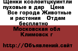 Щенки ксолоитцкуинтли пуховые в дар › Цена ­ 1 - Все города Животные и растения » Отдам бесплатно   . Московская обл.,Климовск г.